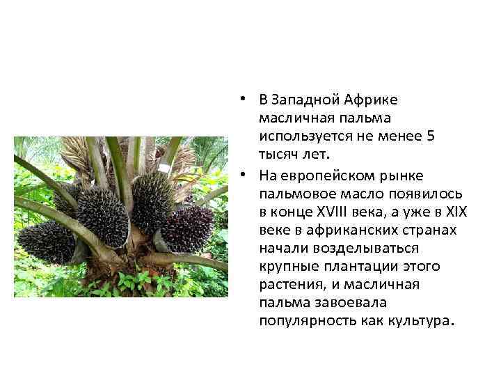  • В Западной Африке масличная пальма используется не менее 5 тысяч лет. •