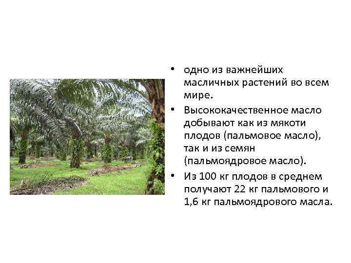  • одно из важнейших масличных растений во всем мире. • Высококачественное масло добывают