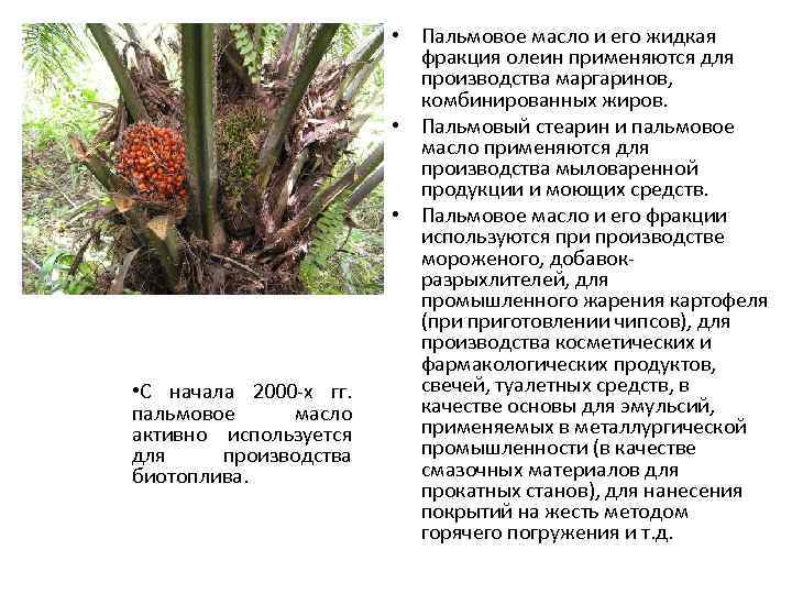  • С начала 2000 -х гг. пальмовое масло активно используется для производства биотоплива.