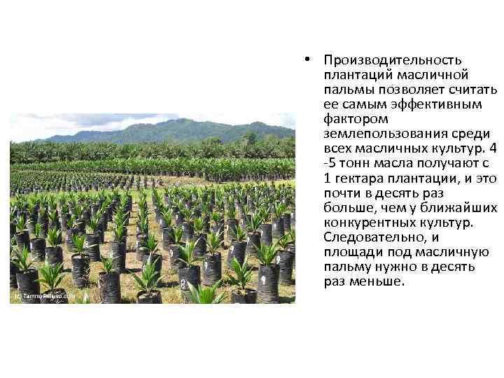  • Производительность плантаций масличной пальмы позволяет считать ее самым эффективным фактором землепользования среди
