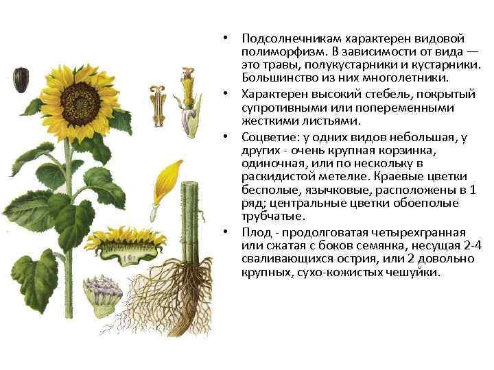  • Подсолнечникам характерен видовой полиморфизм. В зависимости от вида — это травы, полукустарники