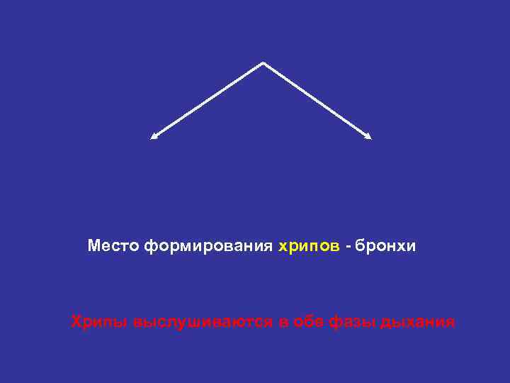Место формирования хрипов - бронхи Хрипы выслушиваются в обе фазы дыхания 