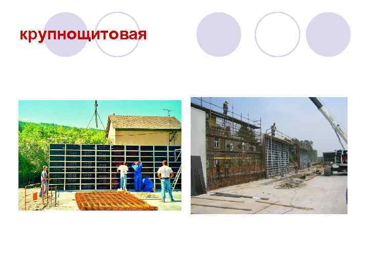 крупнощитовая 