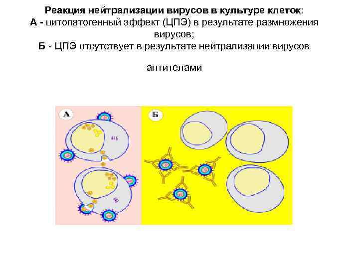 Реакция нейтрализации вирусов в культуре клеток: А - цитопатогенный эффект (ЦПЭ) в результате размножения