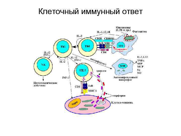 Виды иммунного ответа схема