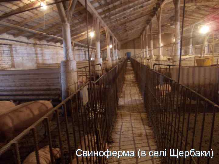 Свиноферма (в селі Щербаки) 
