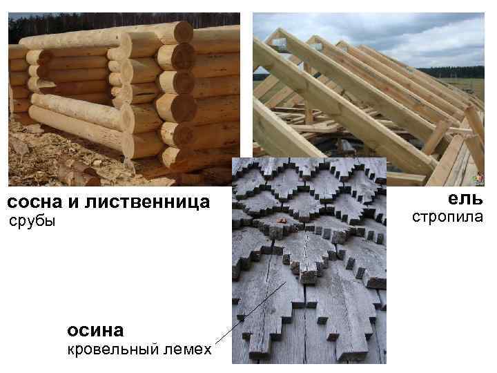 сосна и лиственница срубы осина кровельный лемех ель стропила 