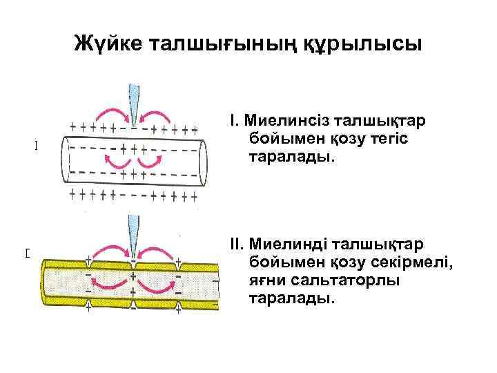 Жүйке талшығының құрылысы I. Миелинсіз талшықтар бойымен қозу тегіс таралады. II. Миелинді талшықтар бойымен