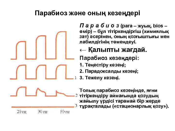 Парабиоз және оның кезеңдері П а р а б и о з (para –