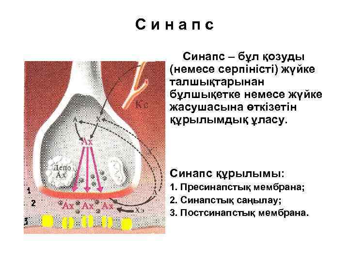 Синапс – бұл қозуды (немесе серпіністі) жүйке талшықтарынан бұлшықетке немесе жүйке жасушасына өткізетін құрылымдық