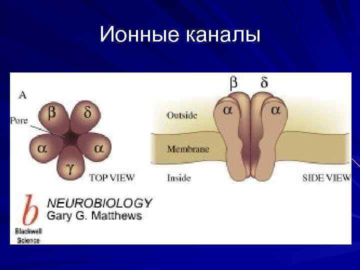 Ионные каналы 