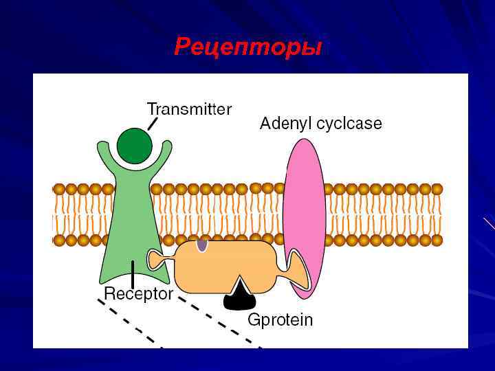 Рецепторы 