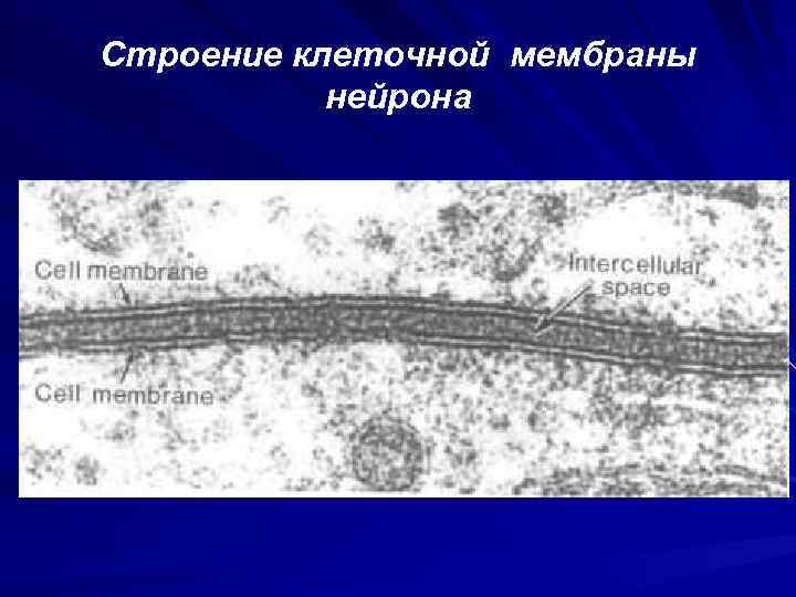 Строение клеточной мембраны нейрона 
