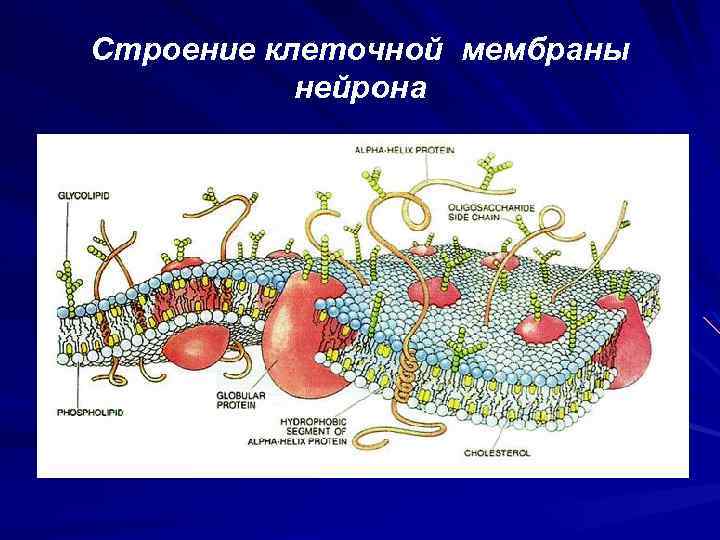 Строение клеточной мембраны нейрона 