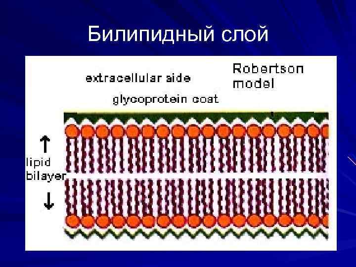 Билипидный слой 