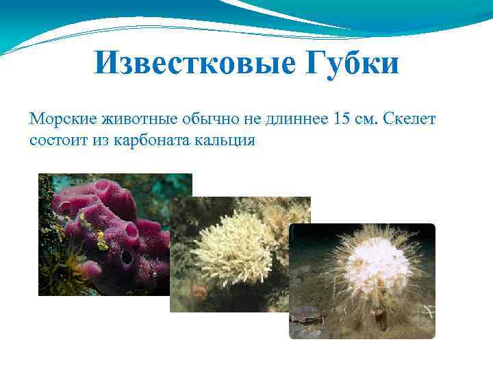Известковые Губки Морские животные обычно не длиннее 15 см. Скелет состоит из карбоната кальция