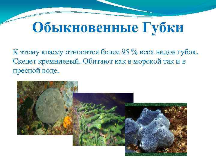 Обыкновенные Губки К этому классу относится более 95 % всех видов губок. Скелет кремниевый.