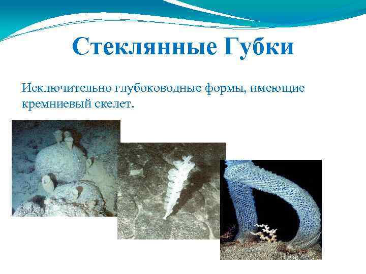 Стеклянные Губки Исключительно глубоководные формы, имеющие кремниевый скелет. 