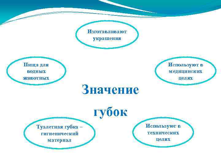 Изготавливают украшения Пища для водных животных Используют в медицинских целях Значение губок Туалетная губка
