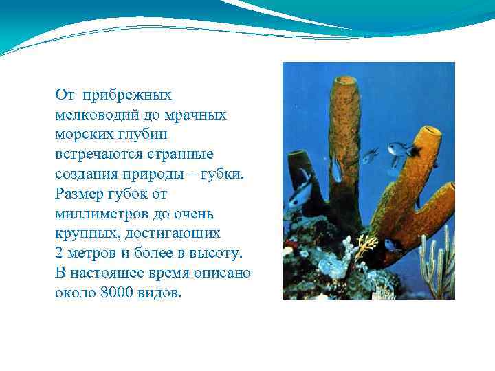 От прибрежных мелководий до мрачных морских глубин встречаются странные создания природы – губки. Размер