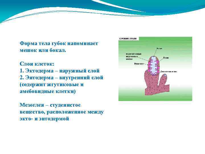 Форма тела губок напоминает мешок или бокал. Слои клеток: 1. Эктодерма – наружный слой