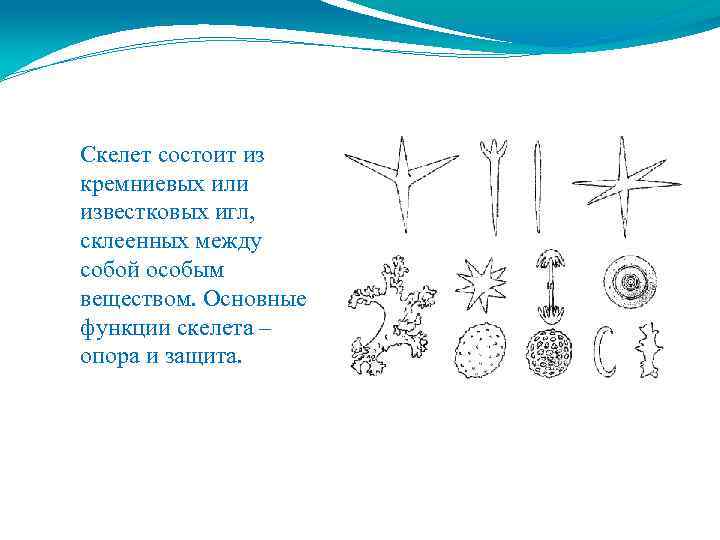 Скелет состоит из кремниевых или известковых игл, склеенных между собой особым веществом. Основные функции