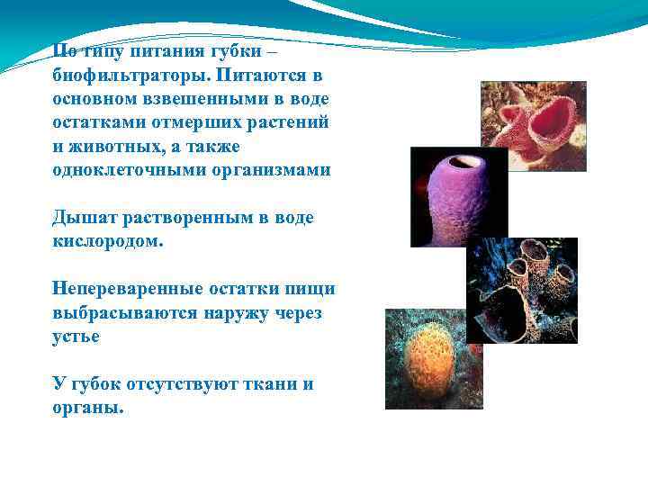 По типу питания губки – биофильтраторы. Питаются в основном взвешенными в воде остатками отмерших