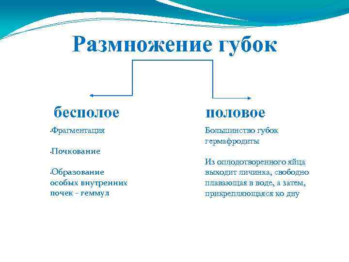 Размножение губок бесполое половое Фрагментация Большинство губок гермафродиты • Почкование • Образование особых внутренних