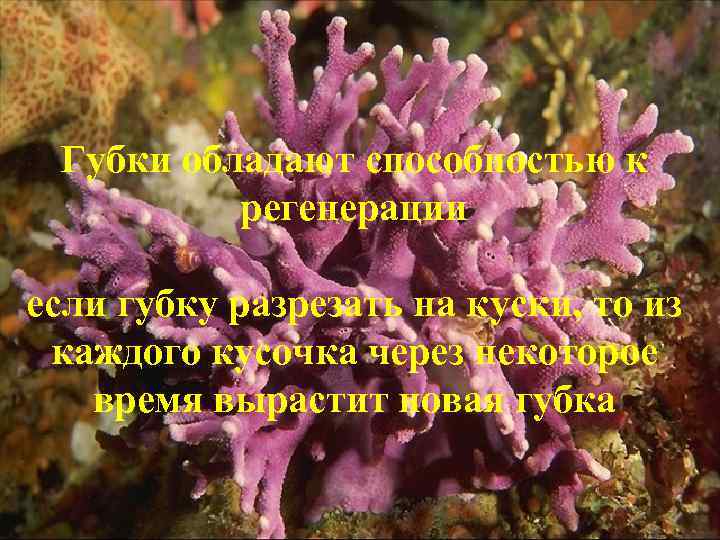 Губки обладают способностью к регенерации если губку разрезать на куски, то из каждого кусочка