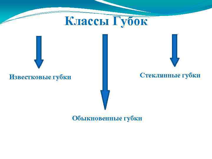 Классы Губок Известковые губки Стеклянные губки Обыкновенные губки 