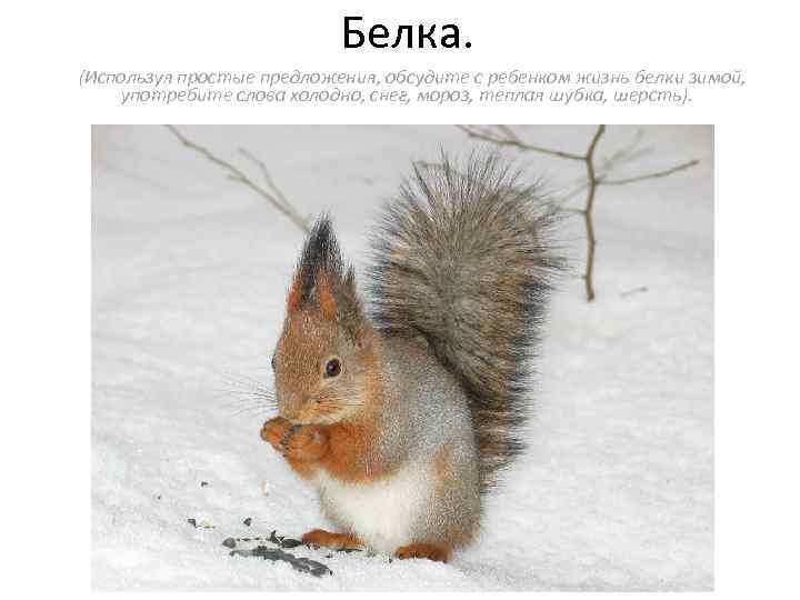 Белка. (Используя простые предложения, обсудите с ребенком жизнь белки зимой, употребите слова холодно, снег,