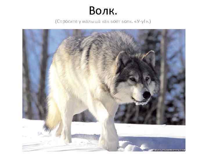 Волк. (Спросите у малыша как воет волк. «У-у!» . ) 