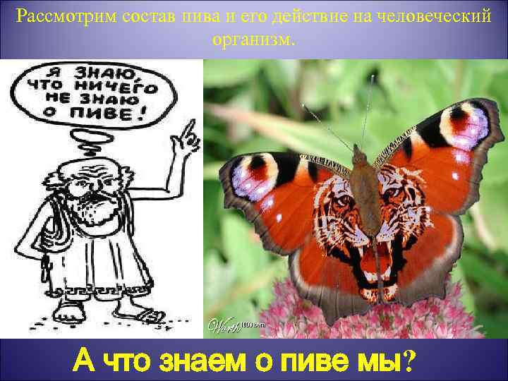 Рассмотрим состав пива и его действие на человеческий организм. А что знаем о пиве