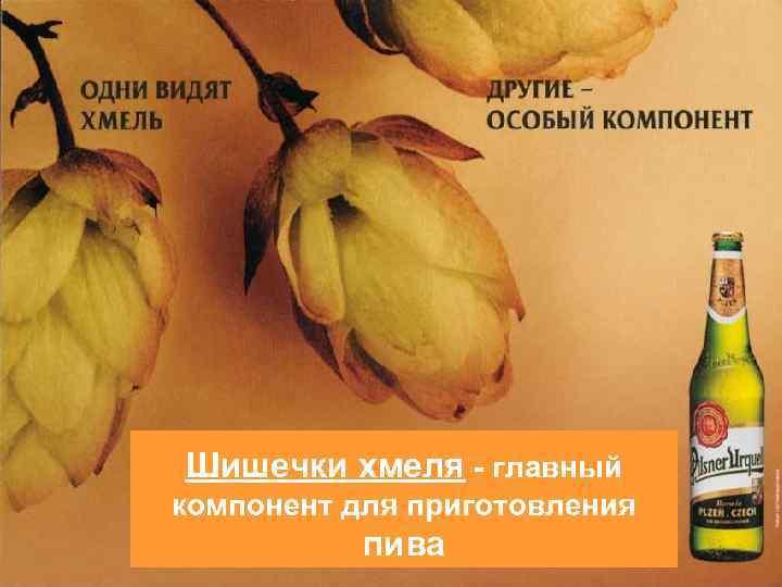 Шишечки хмеля - главный компонент для приготовления пива 