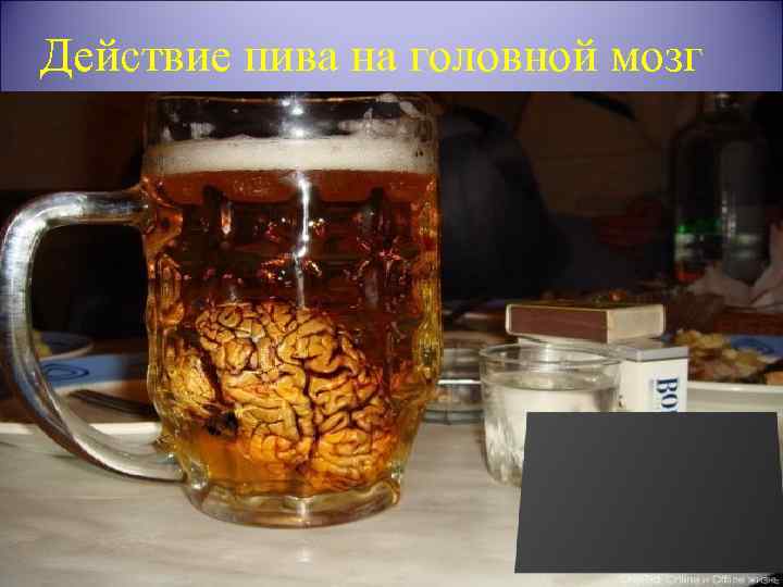 Действие пива на головной мозг 