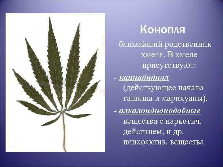 Конопля ближайший родственник хмеля. В хмеле присутствуют: - каннабидиол (действующее начало гашиша и марихуаны).