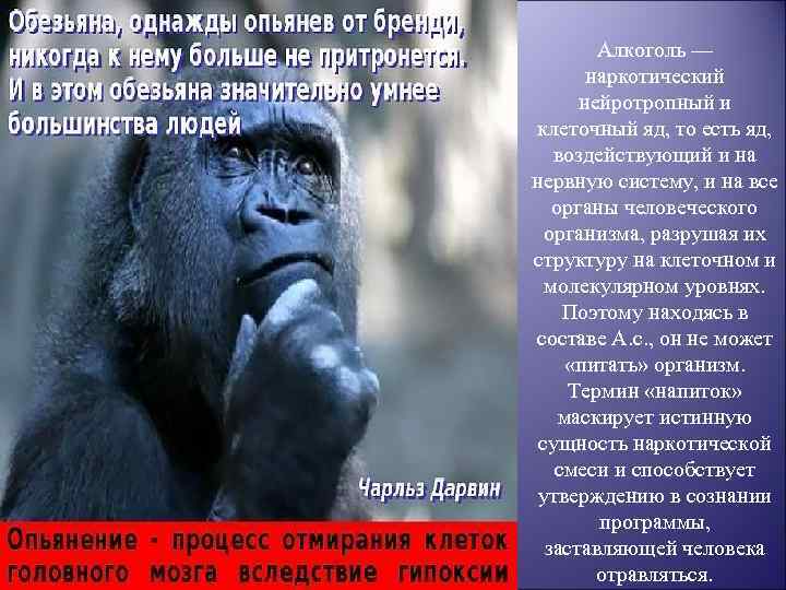 Алкоголь — наркотический нейротропный и клеточный яд, то есть яд, воздействующий и на нервную