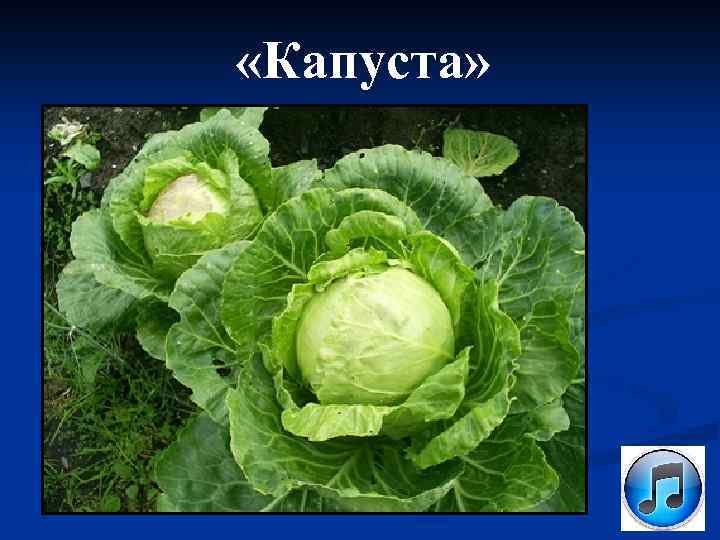  «Капуста» 