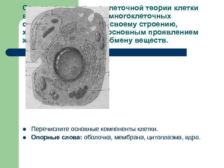 Согласно положению клеточной теории клетки всех одноклеточных и многоклеточных организмов сходны по своему строению,