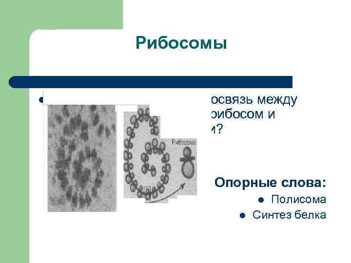 Рибосомы l Какая существует взаимосвязь между строением и функциями рибосом и эндоплазматической сети? l