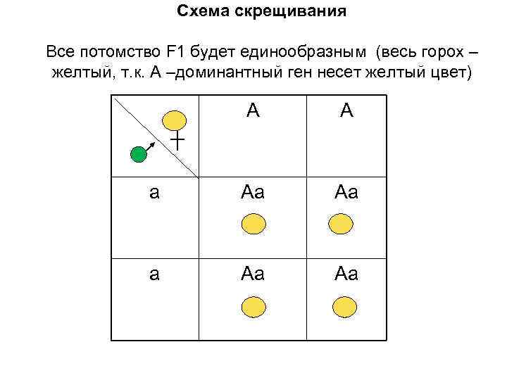 Схема скрещивания Все потомство F 1 будет единообразным (весь горох – желтый, т. к.