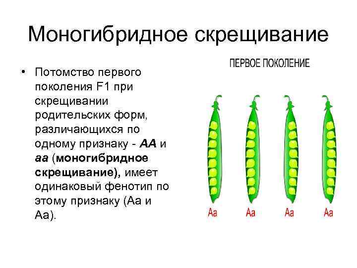 Моногибридное скрещивание • Потомство первого поколения F 1 при скрещивании родительских форм, различающихся по