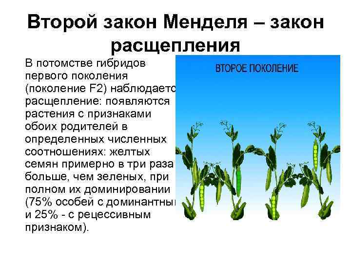 Второй закон Менделя – закон расщепления В потомстве гибридов первого поколения (поколение F 2)