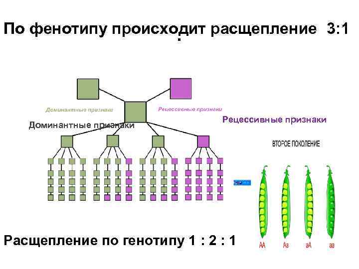 По фенотипу происходит расщепление 3: 1. Доминантные признаки Рецессивные признаки Расщепление по генотипу 1