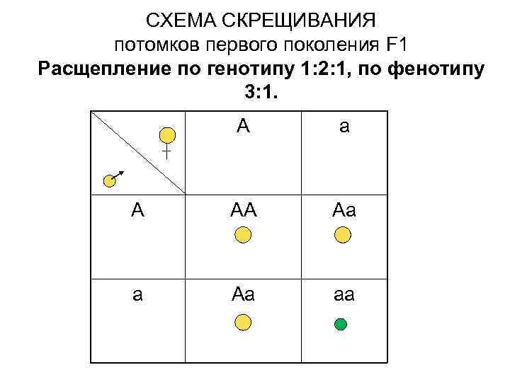 СХЕМА СКРЕЩИВАНИЯ потомков первого поколения F 1 Расщепление по генотипу 1: 2: 1, по