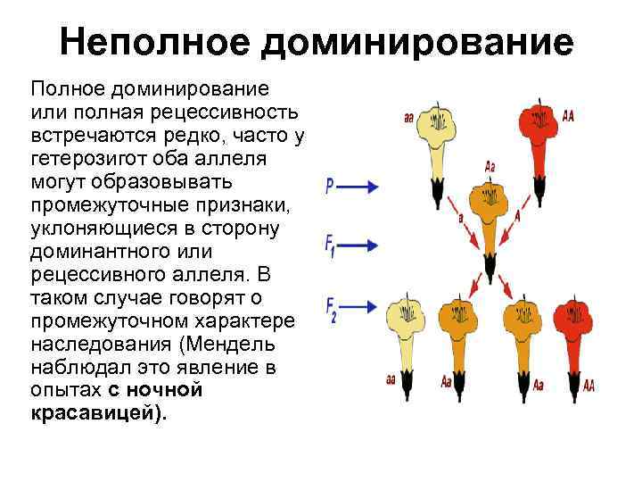 Неполное доминирование Полное доминирование или полная рецессивность встречаются редко, часто у гетерозигот оба аллеля