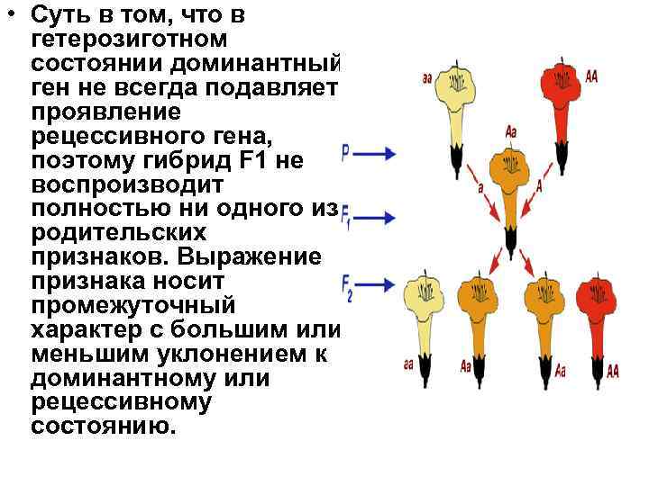  • Суть в том, что в гетерозиготном состоянии доминантный ген не всегда подавляет