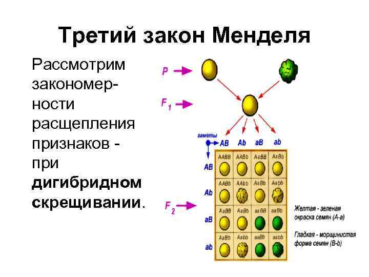 Третий закон Менделя Рассмотрим закономерности расщепления признаков при дигибридном скрещивании. 