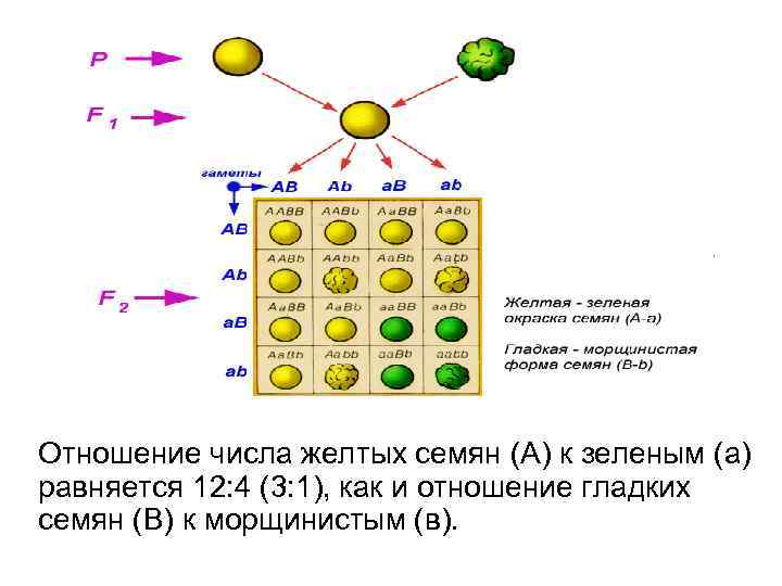 Отношение числа желтых семян (А) к зеленым (а) равняется 12: 4 (3: 1), как