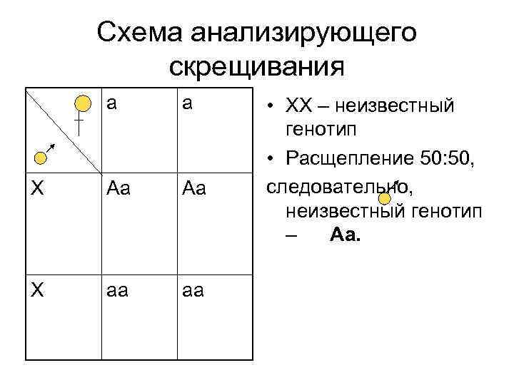 Схема анализирующего скрещивания а а Х Аа Аа Х аа аа • ХХ –